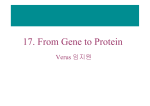 17. From gene to protein