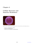 Chapter 3 CK-12 Biology Chapter 3 Worksheets
