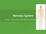 5.1 Nervous System
