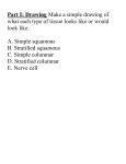 Epithelial and nervous stations Worksheet (2)