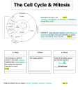 Cell Cycle & Mitosis Lab