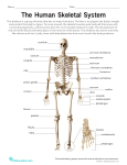 human-skeletal-system (1) (1)