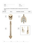 PARTS OF THE SKELETAL SYSTEM  WS.docx