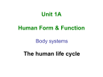 The human life cycle