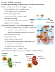 Overview of cellular respiration