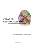 Atlas de Neuroanatomia Fotográfica, de Luiz Gustavo Correia