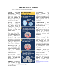 Embryonic Stem Cell Info Sheet