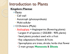9-Plants Review